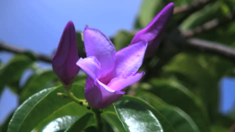 Aitutaki-Purple-Flower