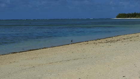 Aitutaki-Sand-And-Heron-Walking-By-Lagoon