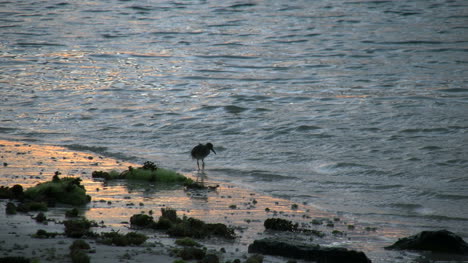 Aitutaki-Ufervogel-Erforscht-Am-Abend