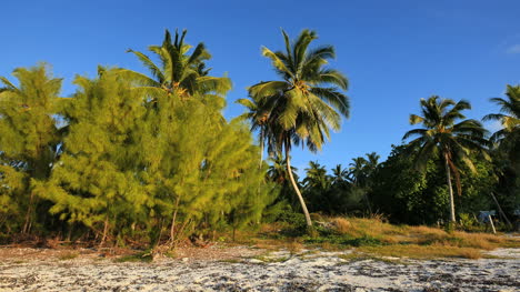 Aitutaki-Uferkiefern-Und-Schiefe-Palmen-In-Der-Sonne