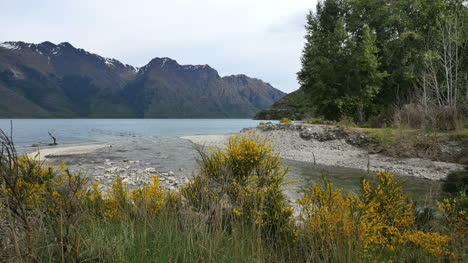 New-Zealand-Creek-Edged-By-Broom-Enters-Lake