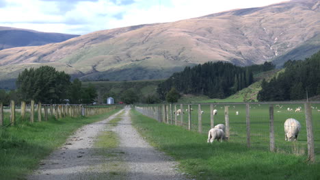 New-Zealand-Lamb-Grazes-Next-To-A-Fence-By-A-Lane
