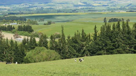 Paisaje-De-Nueva-Zelanda-Con-árboles-Y-Vaca