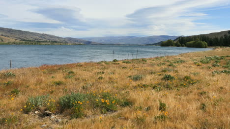 New-Zealand-Poppies-By-Lake-Dunstan