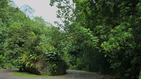 Rarotonga-Forest