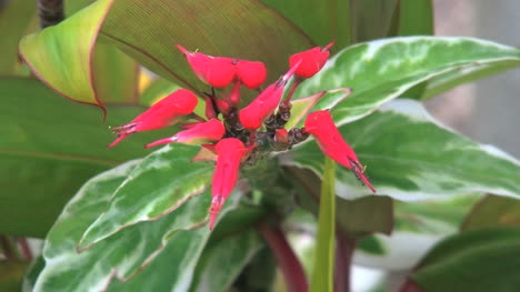 Rarotongo-Rote-Blume