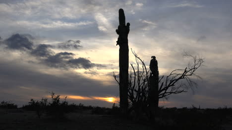 Arizona-Saguaro-Kaktus-Am-Abend