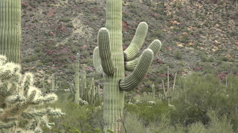 Arizona-Arms-Of-Saguaro