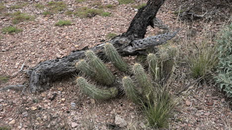 Arizona-Kaktus-Und-Am-Boden-Kleben