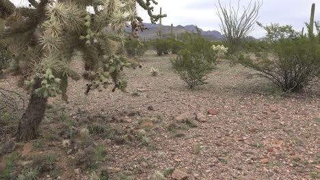 Arizona-Cholla-Cactus-View