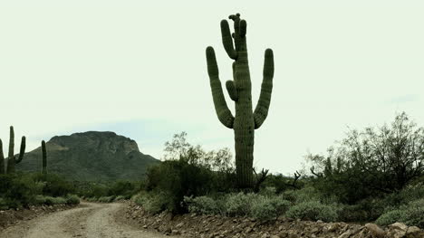 Arizonas-Riesiger-Saguaro-Kaktus