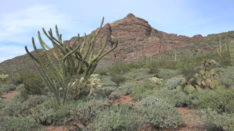 Arizona-Landscape-With-Organ-Pipe-Cactus