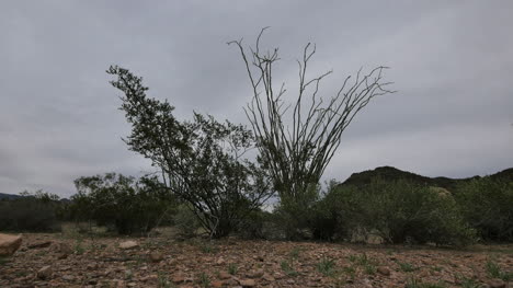 Arizona-Ocotillo-Y-Arbusto-De-Creosota