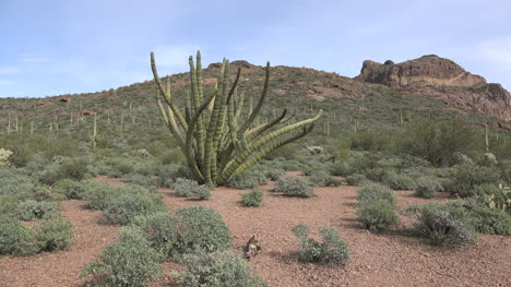 Arizona-Organ-Pipe-Cactus-Plant