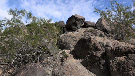 Arizona-Petroglyph-Site-With-Creosote-Bushes