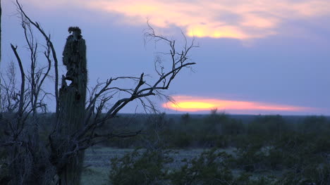 Arizona-Zerlumpter-Saguaro-Bei-Sonnenuntergang