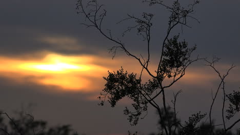 Arizona-Sonnenuntergang-Mit-Kreosotbusch
