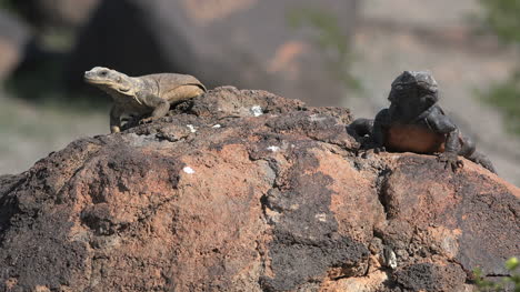 Arizona-Two-Lizards-On-A-Rock