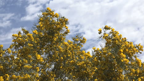 Arbusto-De-Flores-Amarillas-De-Arizona