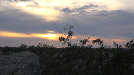 Arizona-Zoom-Vorbei-An-Strauch-Bei-Sonnenuntergang