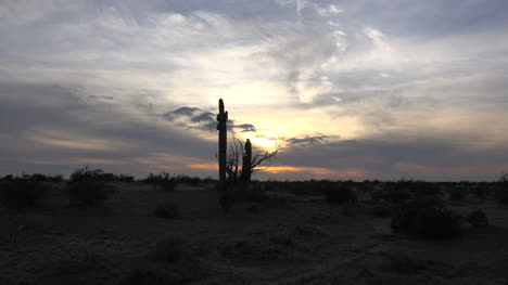 Arizona-Zoomt-Am-Abend-Auf-Kaktus