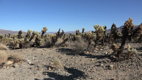 California-Joshua-Tree-Zooms-On-Cholla-Cactus
