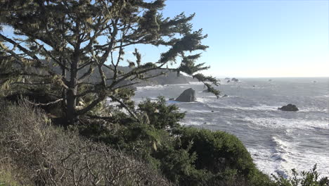 California-Tree-And-Coastal-View-Patricks-Point-Pan-And-Zoom