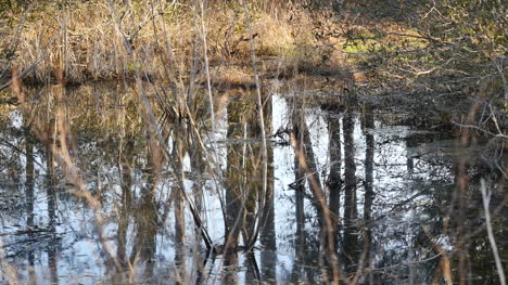 Virginia-Reflections-In-Marshy-Water