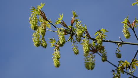 Big-Leaf-Maple-Flowers-And-Blue-Sky-Zoom-In