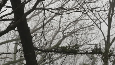 Foggy-View-Through-Branches