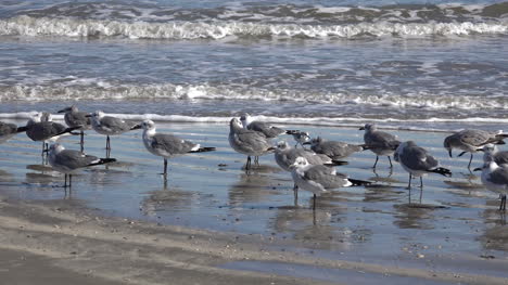 Texas-Sea-Gulls-With-Zoom-To-Jetty