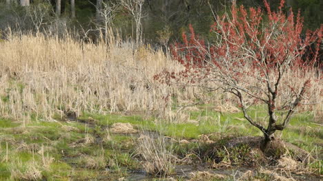 Virginia-Swamp-With-Red-Leafed-Shrub-Pan
