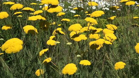 Chile-Frutillar-Yellow-Flowers
