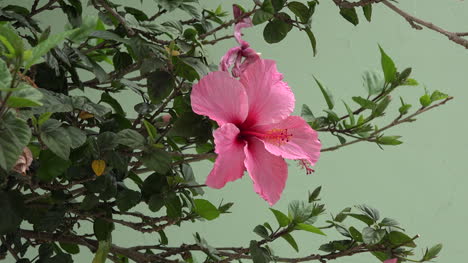 Chile-Pink-Hibiscus