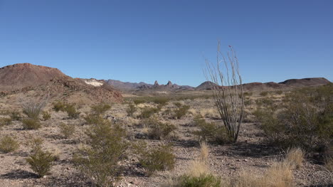 Texas-Big-Bend-Mule-Ears-In-Distance-With-Ocotillo