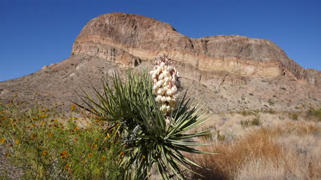 Texas-Big-Bend-Blooming-Yucca-At-Burro-Mesa