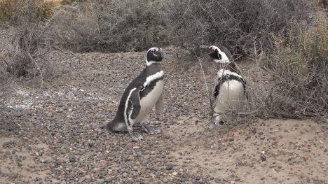 Argentinien-Ein-Paar-Pinguine