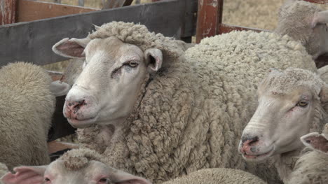Argentina-Big-Woolly-Sheep