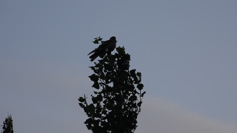 Argentina-Bird-On-Tree-Flies-Away