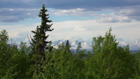 Alaska-Denali-Framed-By-Trees-In-Wind
