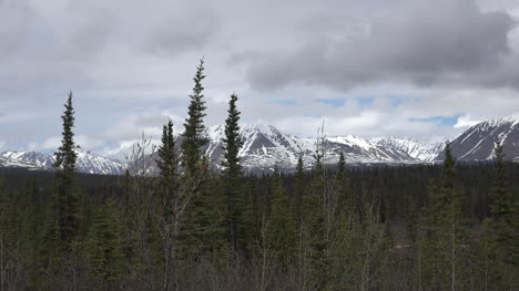 Alaska-Denali-Park-Mountain-View-With-Spruce
