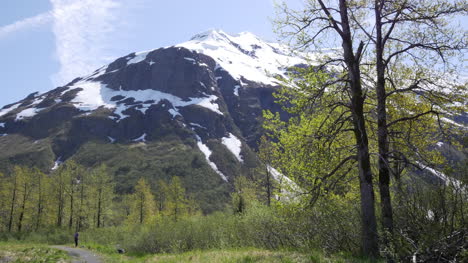 Montaña-De-Alaska-Con-Hojas-Jóvenes