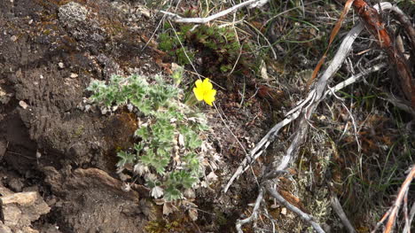 Alaska-Yellow-Flower-On-Rock-Zoom-In