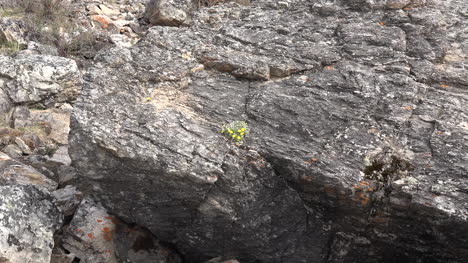 Alaska-Zooms-In-To-Yellow-Flowers-On-Rock