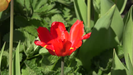 Blumen-Leuchtend-Rote-Tulpe