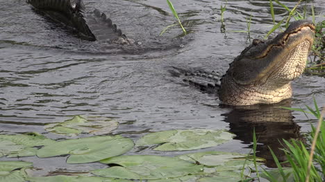 Georgia-Okefenokee-Alligator-Head-Moving-Up-And-Down-With-Sound