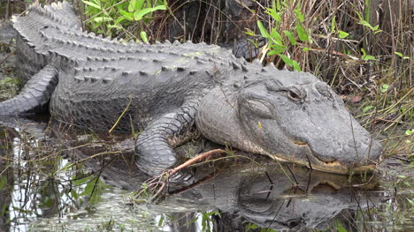 Georgia-Okefenokee-Alligator-Reflektiert