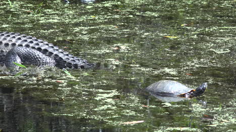 Georgia-Okefenokee-Alligator-Mit-Einer-Schildkröte-Zoom-In