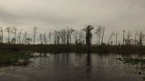 Georgia-Okefenokee-Forest-By-Swamp