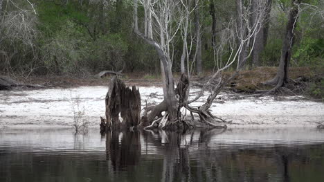 Georgia-Okefenokee-Reflections-And-Roots